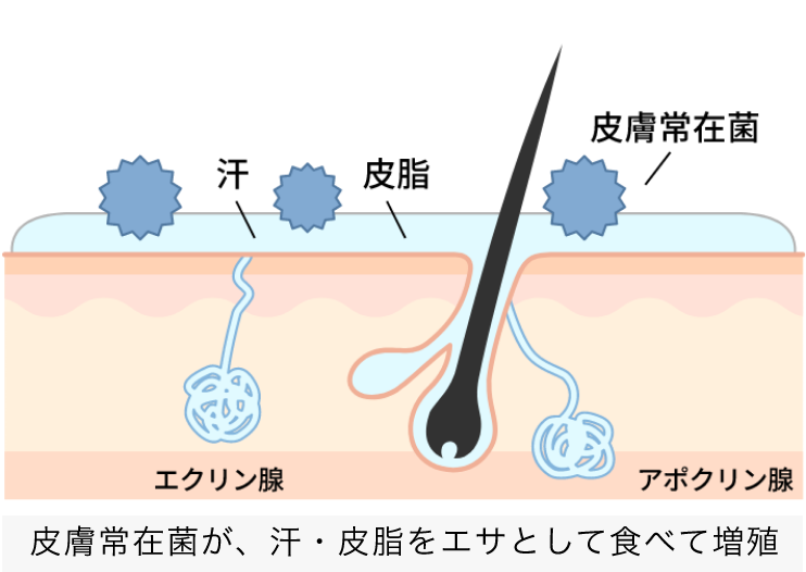 皮膚常在菌が、汗・皮脂をエサとして食べて増殖